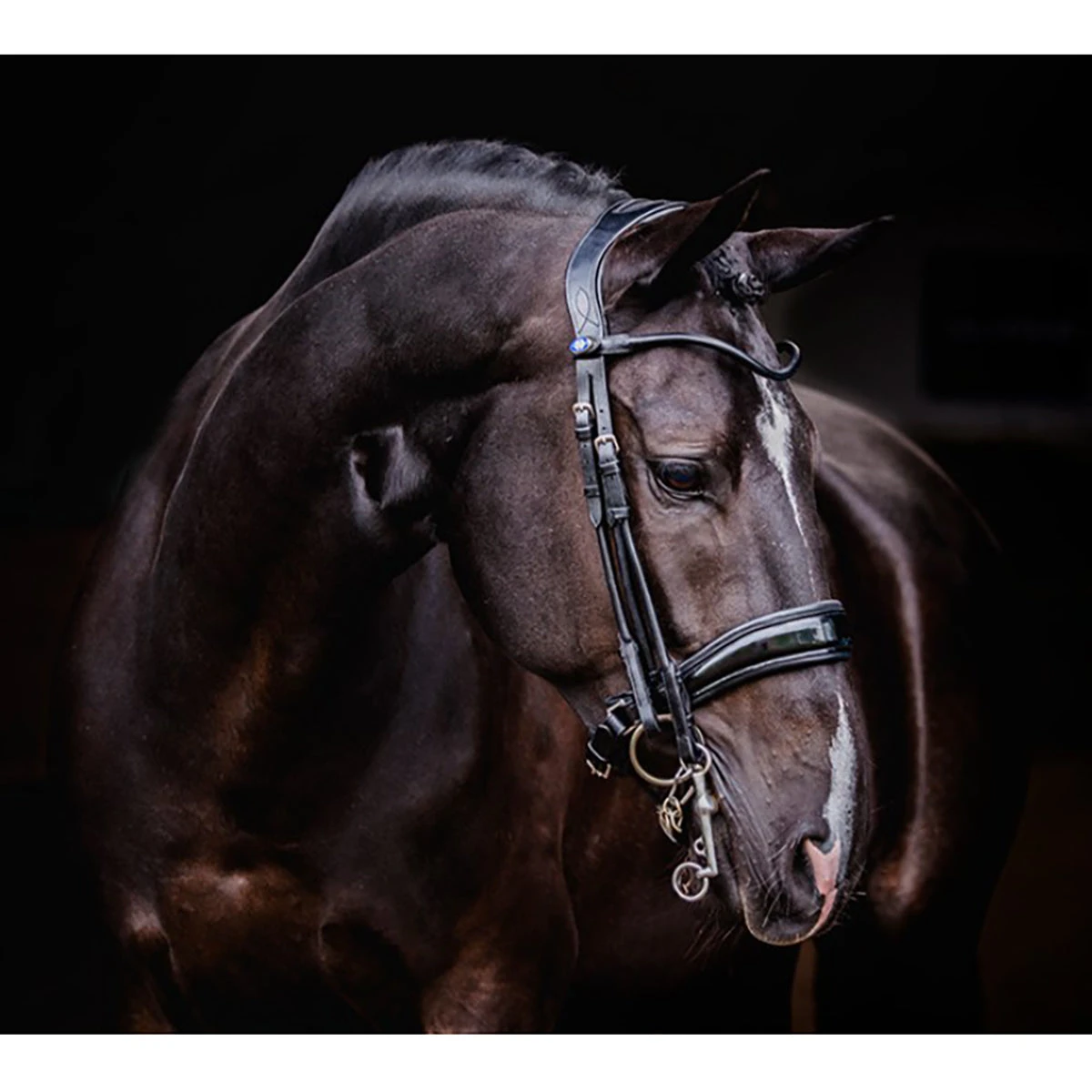 PS Of Sweden Passage Lacquered Double Bridle 4 PS Of Sweden Passage Lacquered Double Bridle - Image 2