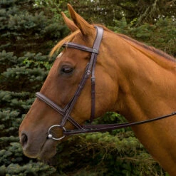 HDR Pro Mono Crown Padded Fancy Bridle 10 HDR Pro Mono Crown Padded Fancy Bridle -Prestige Store 5099 JPC HDR.Pro .Mono .Crown .Padded.Fancy .Bridle Havana