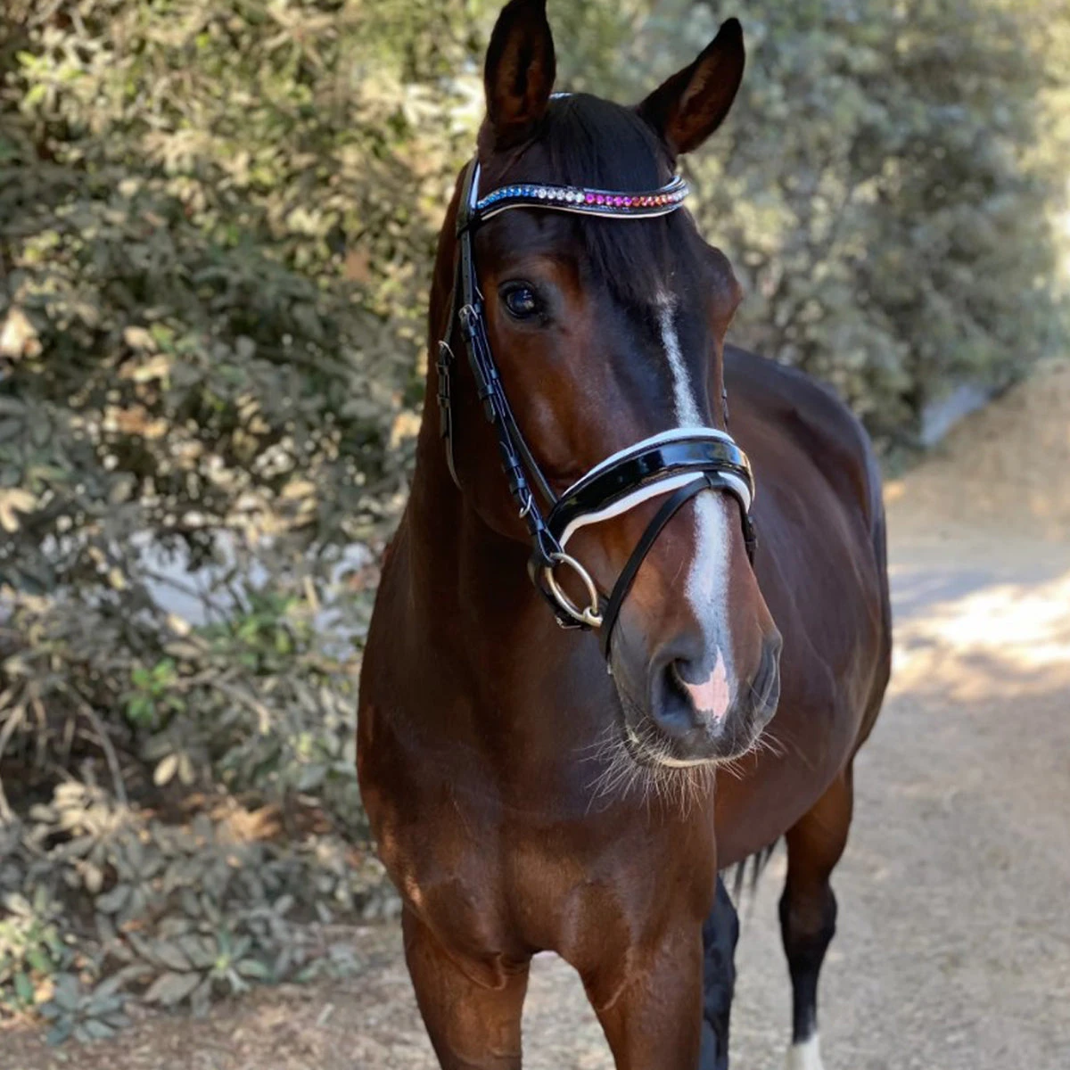 Halter Ego Calisa Patent Snaffle Bridle With White Padding 4 Halter Ego Calisa Patent Snaffle Bridle With White Padding - Image 2