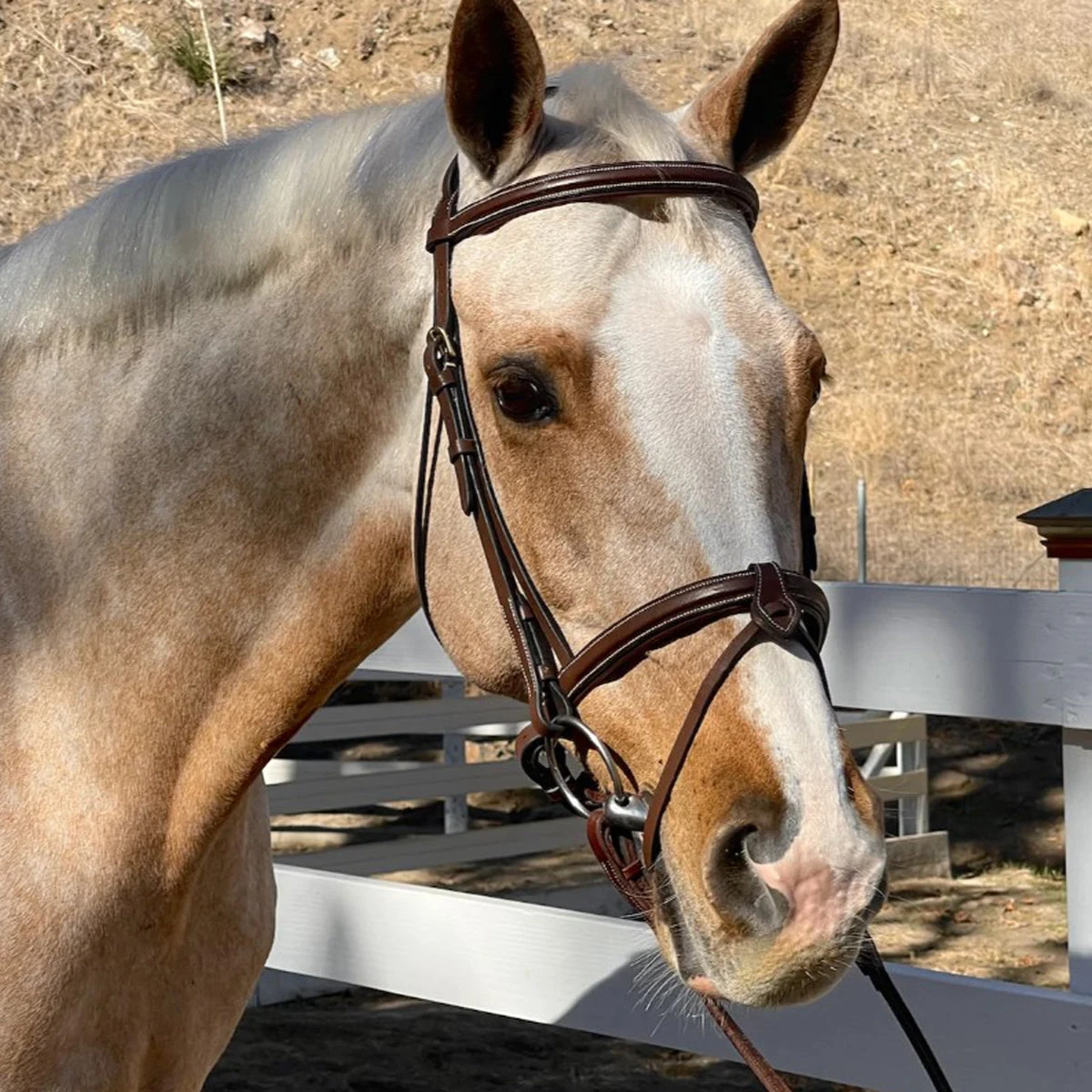 Halter Ego Halifax Hunter Bridle 4 Halter Ego Halifax Hunter Bridle - Image 2