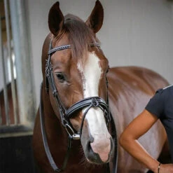 Penelope Daily Bridle -Prestige Store Pen Daily 3