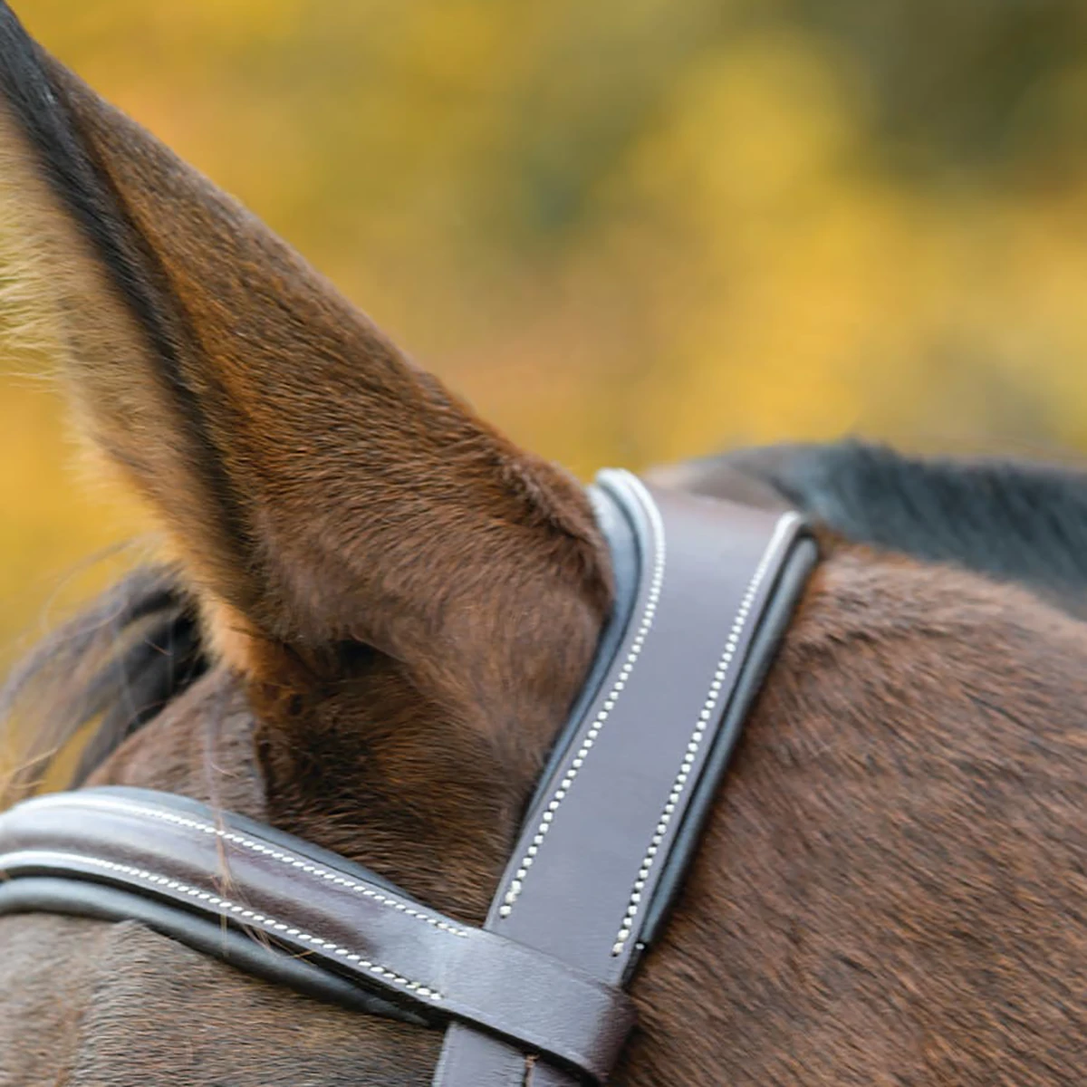 Avignon Ocala Bridle 4 Avignon Ocala Bridle - Image 2