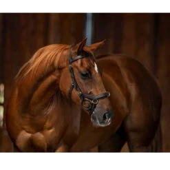 Horseware Rambo Micklem Multibridle -Prestige Store bridle3 a10bdfc3 d052 4e34 8683 c10830a38526