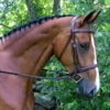 Red Barn By KL Select Synergy Hunter Bridle -Prestige Store bridle 28499.1582833778.1280.1280