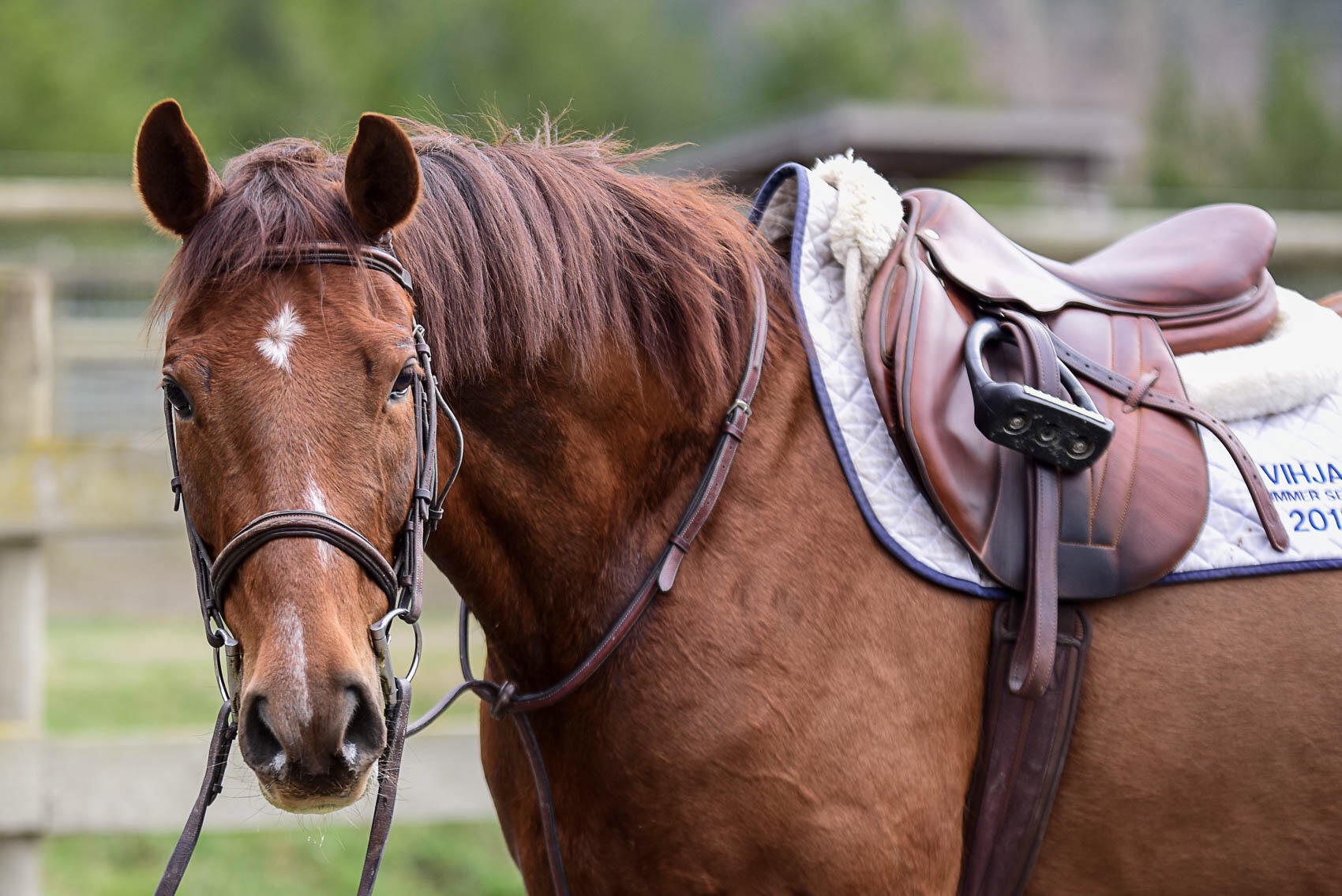 Prestige Store -Prestige Store scout head